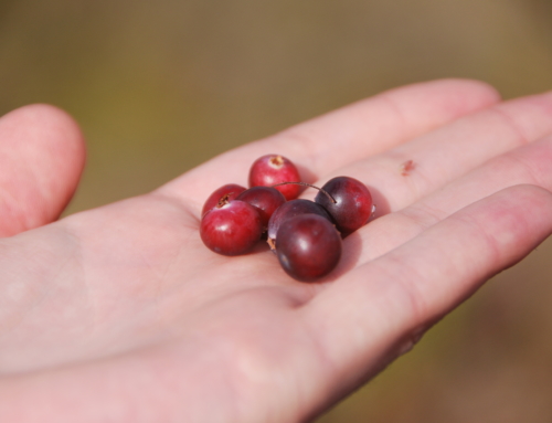 Meditation the Estonian way – picking berries, mushrooms and herbs in the woods