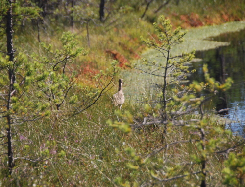 Bog shoe hike in Laukasoo bog, in the Pähklisaare Nature Reserve