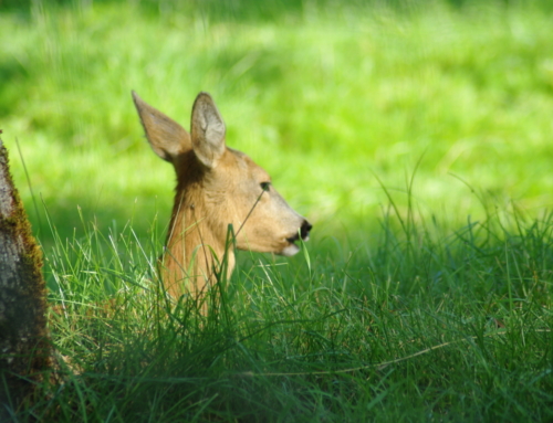 Elistvere Animal Park, Vooremaa and a bog shoe hike in Endla Nature Reserve