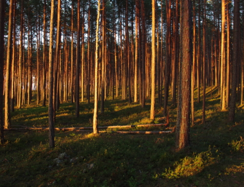 The treasures of Ida-Virumaa nature with a  bog shoe hike: Lake Peipus, the cliffed coast of Northern Estonia, Toila Oru Park