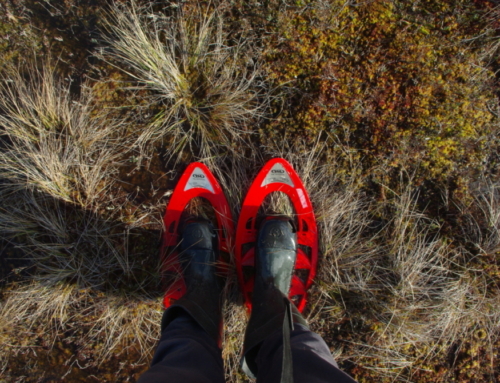 Bog shoe hike in your chosen destination