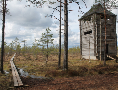 Bog shoe hike in Laeva swamp, in the Alam-Pedja Nature Reserve