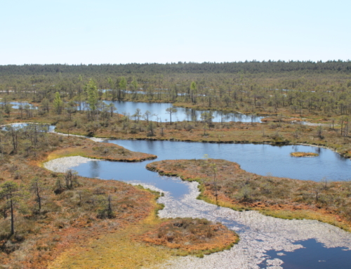 Bog shoe hike in Männikjärve bog in the Endla Nature Reserve